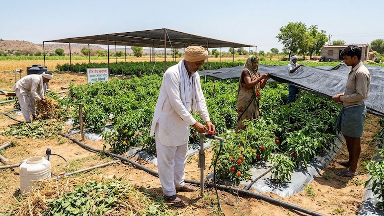 अब हीटवेव से खराब नहीं होगी फसल! किसान भाई बस कर लें ये 5 काम, खेत रहेगा एकदम हरा-भरा