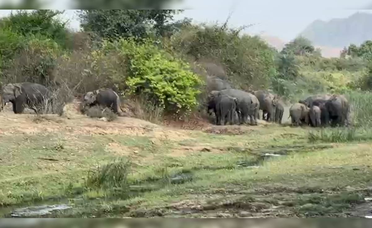 नवादा में हाथियों के निशाने पर ग्रामीण, आखिर क्यों बस्तियों की ओर रुख कर रहे हैं 'गजराज'? जानें ये 5 बड़ी वजहें