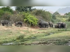 नवादा में हाथियों के निशाने पर ग्रामीण, आखिर क्यों बस्तियों की ओर रुख कर रहे हैं 'गजराज'? जानें ये 5 बड़ी वजहें