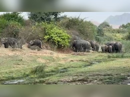 नवादा में हाथियों के निशाने पर ग्रामीण, आखिर क्यों बस्तियों की ओर रुख कर रहे हैं 'गजराज'? जानें ये 5 बड़ी वजहें