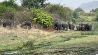 नवादा में हाथियों के निशाने पर ग्रामीण, आखिर क्यों बस्तियों की ओर रुख कर रहे हैं 'गजराज'? जानें ये 5 बड़ी वजहें