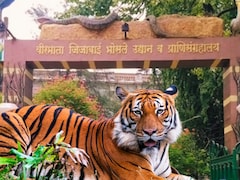 राणीच्या बागेत प्राण्यांसाठी रोज 60 किलो म्हैस अन् रेड्याचं मांस; आहारासाठीचा आकडा पाहून म्हणाल...