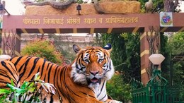 Mumbai News : राणीच्या बागेत प्राण्यांसाठी रोज 60 किलो म्हैस अन् रेड्याचं मांस; आहारासाठीचा आकडा पाहून म्हणाल...