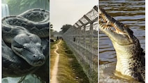 क्या भारत-बांग्लादेश बॉर्डर पर अवैध घुसपैठ रोकने के लिए छोड़े जाएंगे सांप-मगरमच्छ? BSF का सॉलिड प्लान