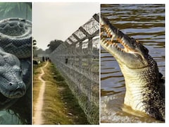 क्या भारत-बांग्लादेश बॉर्डर पर अवैध घुसपैठ रोकने के लिए छोड़े जाएंगे सांप-मगरमच्छ? BSF का सॉलिड प्लान