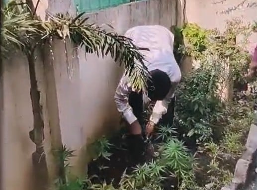 छापेमारी के दौरान बंगले के परिसर में मिले उगते हुए गांजे के पौधे