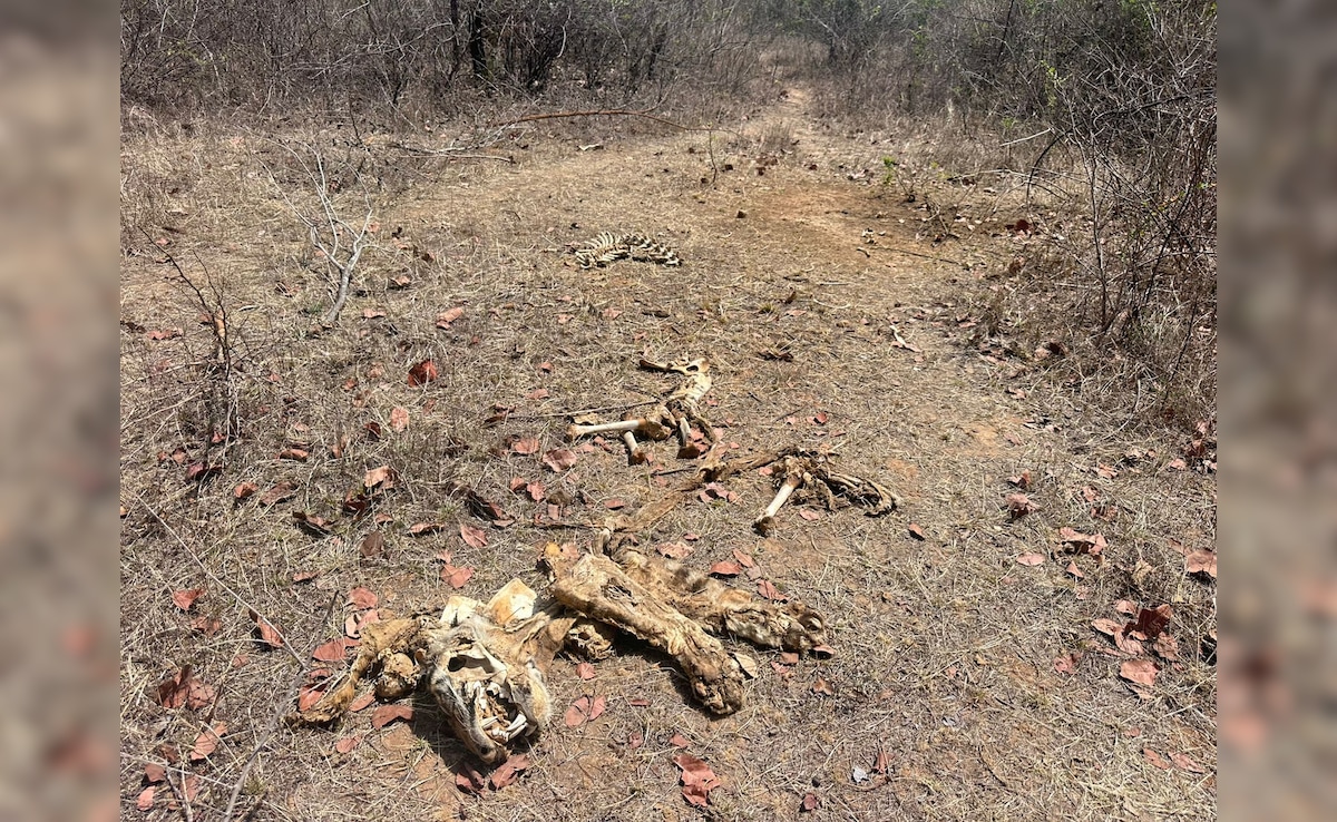 20-25 दिन तक सड़ता रहा वनराज का शव; पन्ना टाइगर रिजर्व में बाघ का कंकाल मिलने से हड़कंप, टाइगर स्टेट पर सवाल