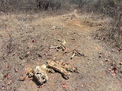 20-25 दिन तक सड़ता रहा वनराज का शव; पन्ना टाइगर रिजर्व में बाघ का कंकाल मिलने से हड़कंप, टाइगर स्टेट पर सवाल