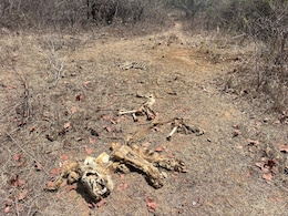 20-25 दिन तक सड़ता रहा वनराज का शव; पन्ना टाइगर रिजर्व में बाघ का कंकाल मिलने से हड़कंप, टाइगर स्टेट पर सवाल