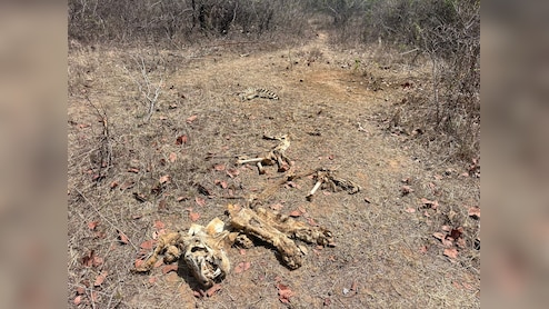 20-25 दिन तक सड़ता रहा वनराज का शव; पन्ना टाइगर रिजर्व में बाघ का कंकाल मिलने से हड़कंप, टाइगर स्टेट पर सवाल