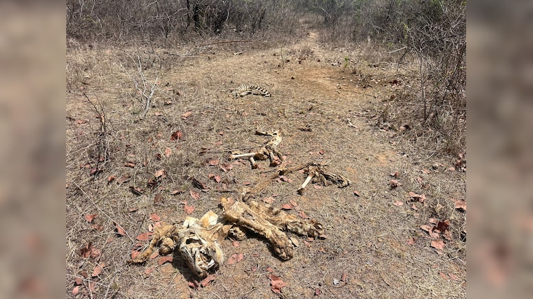 20-25 दिन तक सड़ता रहा वनराज का शव; पन्ना टाइगर रिजर्व में बाघ का कंकाल मिलने से हड़कंप, टाइगर स्टेट पर सवाल