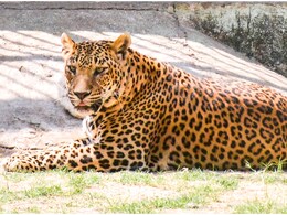 राजस्थान की भीषण गर्मी ने बदला दशकों पुराना नियम, पहली बार रात को होगी वन्यजीव गणना