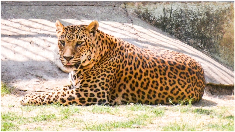 राजस्थान की भीषण गर्मी ने बदला दशकों पुराना नियम, पहली बार रात को होगी वन्यजीव गणना