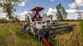 Fuel Shortages From Iran War Threaten Asia's Biggest Food Staple