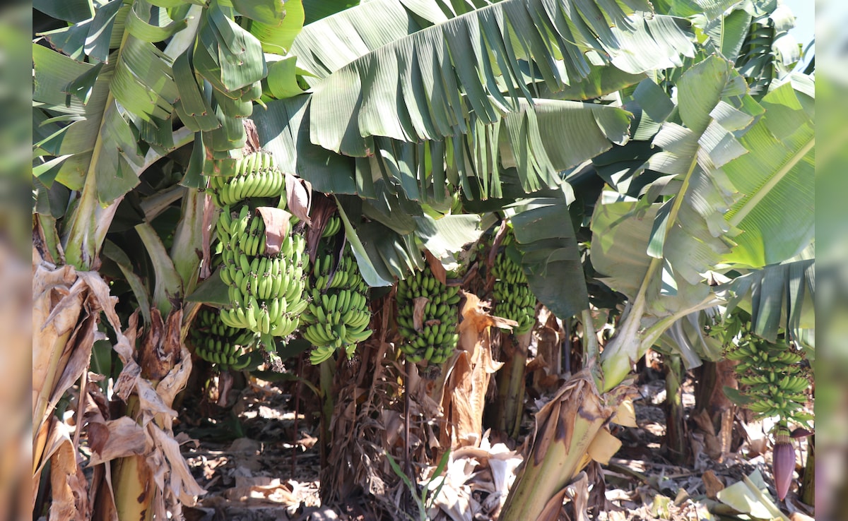 Banana Capital Of India: क्या आप जानते हैं भारत का कौन सा शहर 'केले की राजधानी' कहलाता है? यहां से देशभर में होता है सप्लाई!