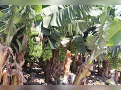 Banana Capital Of India: क्या आप जानते हैं भारत का कौन सा शहर 'केले की राजधानी' कहलाता है? यहां से देशभर में होता है सप्लाई!