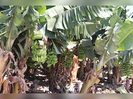 Banana Capital Of India: क्या आप जानते हैं भारत का कौन सा शहर 'केले की राजधानी' कहलाता है? यहां से देशभर में होता है सप्लाई!