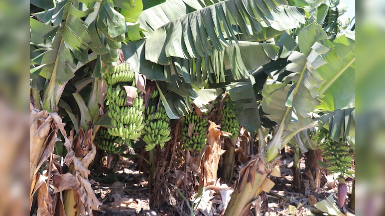 Banana Capital Of India: क्या आप जानते हैं भारत का कौन सा शहर 'केले की राजधानी' कहलाता है? यहां से देशभर में होता है सप्लाई!