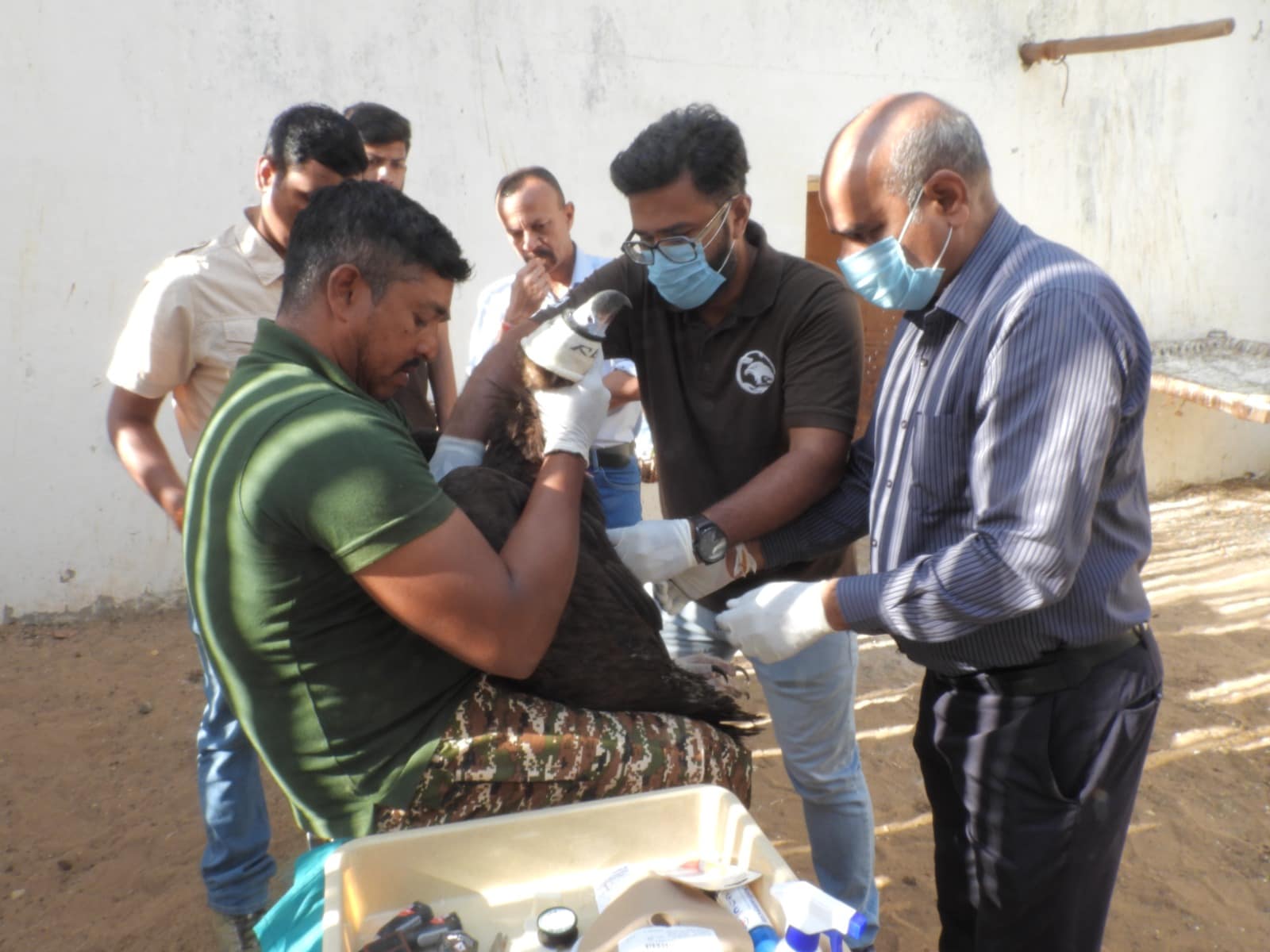 bhopal vulture reaches pakistan from halali dam gps tracking wwf india news