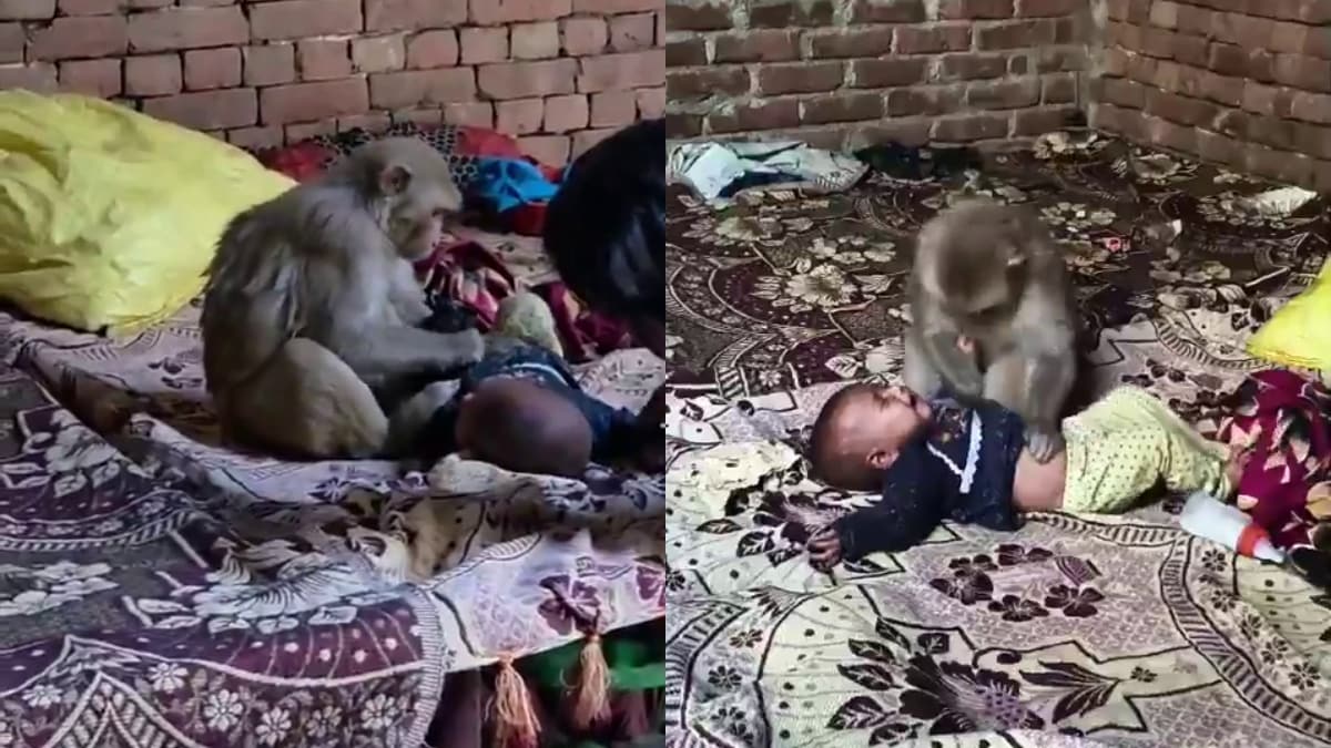 वो अपना बच्चा समझ रहा था.. बंदर ने 3 महीने की बच्ची को दुलार कर सुलाया, इमोशनल कर देगा यूपी का VIDEO