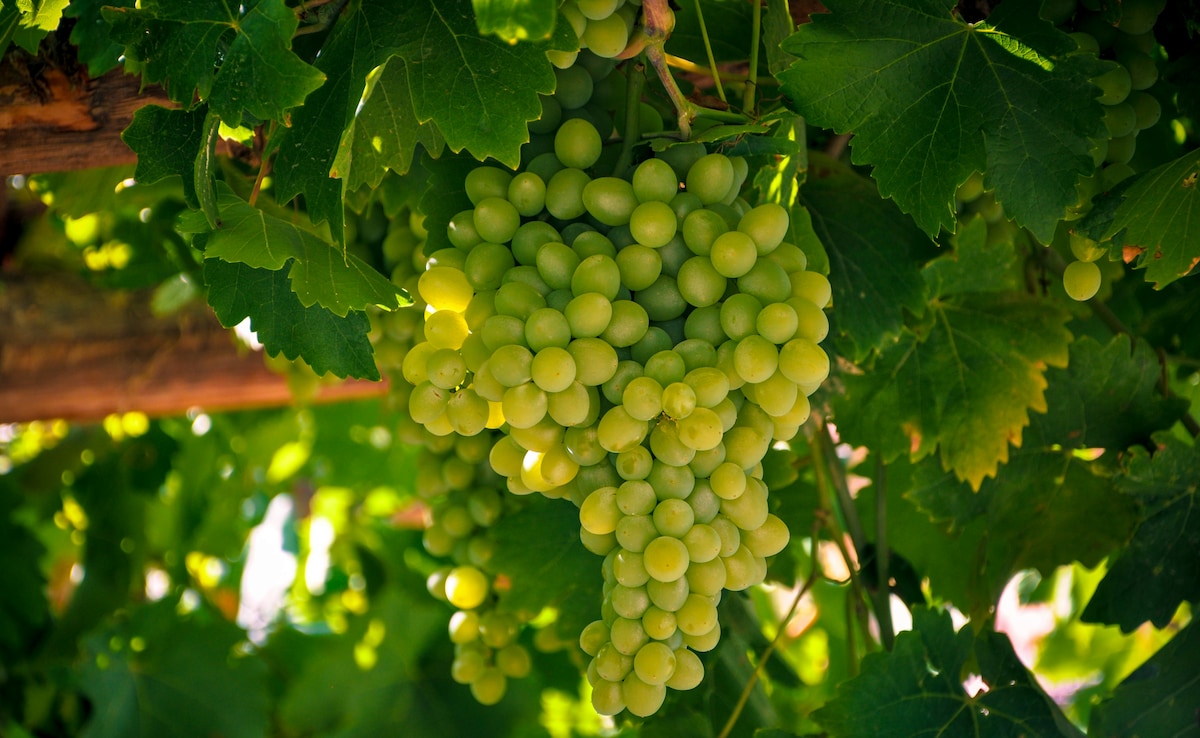 बाजार से लाए अंगूर निकल गए हैं बहुत खट्टे, डस्टबिन में फेंके नहीं, बनाएं मजेदार सब्जी