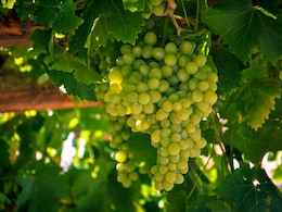 बाजार से लाए अंगूर निकल गए हैं बहुत खट्टे, डस्टबिन में फेंके नहीं, बनाएं मजेदार सब्जी