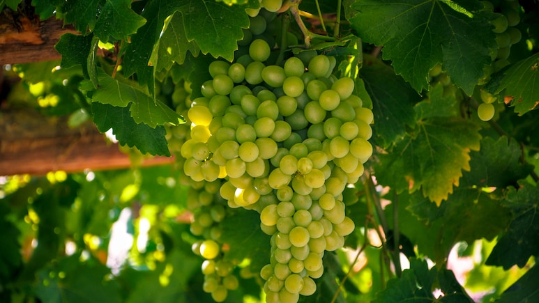 बाजार से लाए अंगूर निकल गए हैं बहुत खट्टे, डस्टबिन में फेंके नहीं, बनाएं मजेदार सब्जी