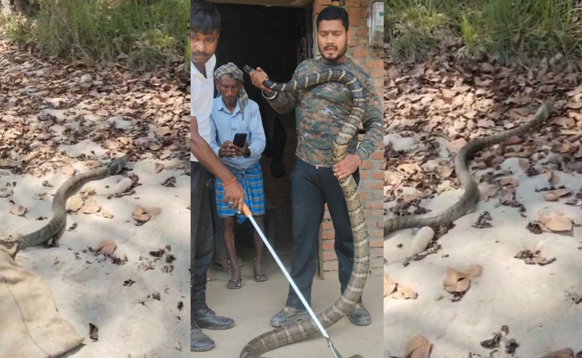 Bihar: जंगल से निकला 10 फीट का कोबरा बेडरूम में घुसा, अफरा-तफरी के बाद वन विभाग ने किया रेस्क्यू