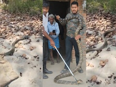 Bihar: जंगल से निकला 10 फीट का कोबरा बेडरूम में घुसा, अफरा-तफरी के बाद वन विभाग ने किया रेस्क्यू