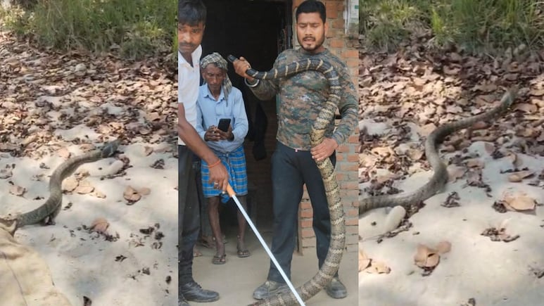 Bihar: जंगल से निकला 10 फीट का कोबरा बेडरूम में घुसा, अफरा-तफरी के बाद वन विभाग ने किया रेस्क्यू