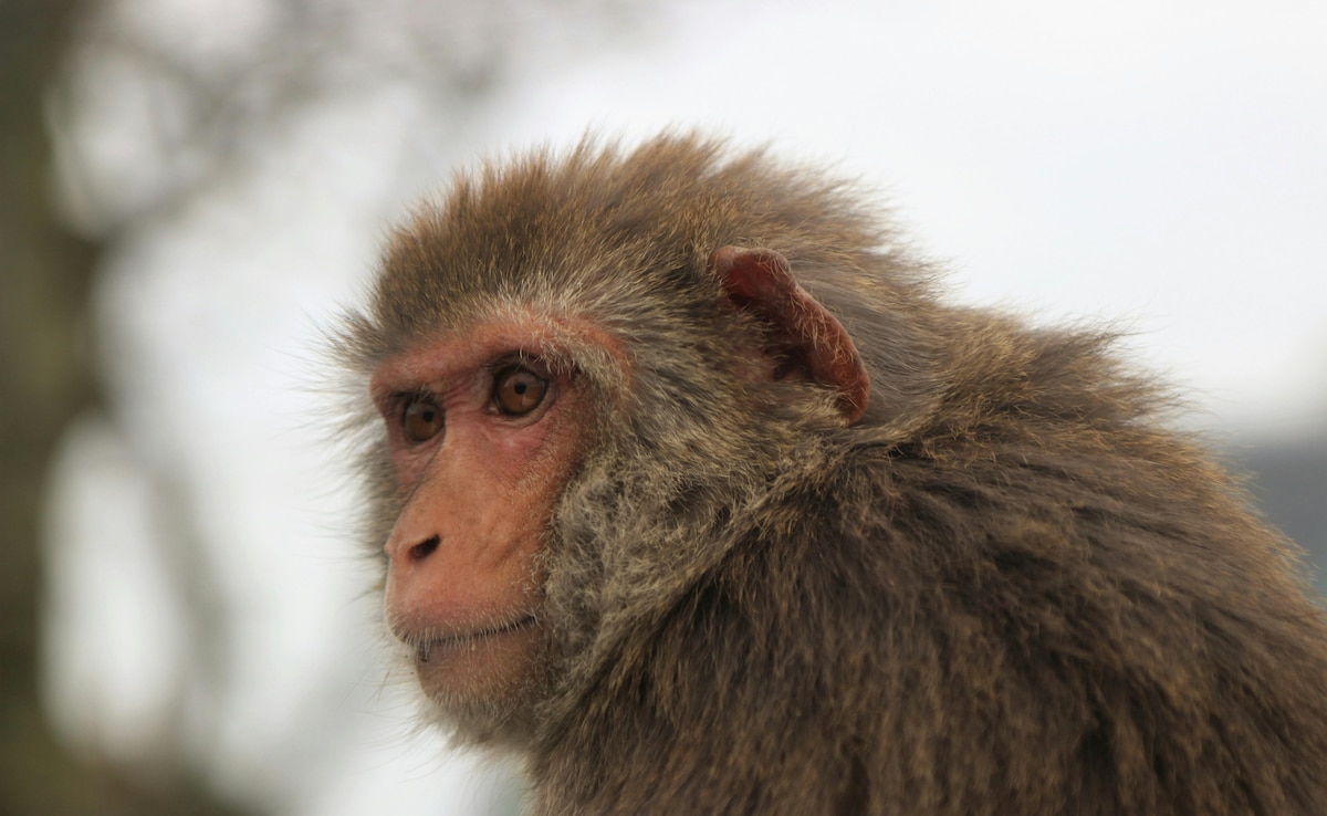 Monkey Attacks US Navy Soldier On Mission To Strait Of Hormuz