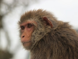 Monkey Attacks US Navy Soldier On Mission To Strait Of Hormuz