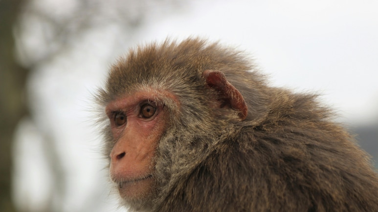 Monkey Attacks US Navy Soldier On Mission To Strait Of Hormuz