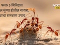 Red Ants Removal Tips: लाल मुंग्यांमुळे हैराण झाले आहात? केमिकल न वापरता फॉलो करा 3 उपाय, कायमचा होईल बंदोबस्त