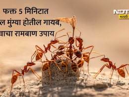 Red Ants Removal Tips: लाल मुंग्यांमुळे हैराण झाले आहात? केमिकल न वापरता फॉलो करा 3 उपाय, कायमचा होईल बंदोबस्त