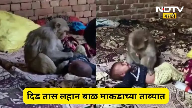 VIDEO: बाप रे! माकडाने 3 महिन्यांच्या बाळाला घेतलं कुशीत, दीड तास श्वास रोखून धरणाऱ्या घटनेचा थरारक शेवट