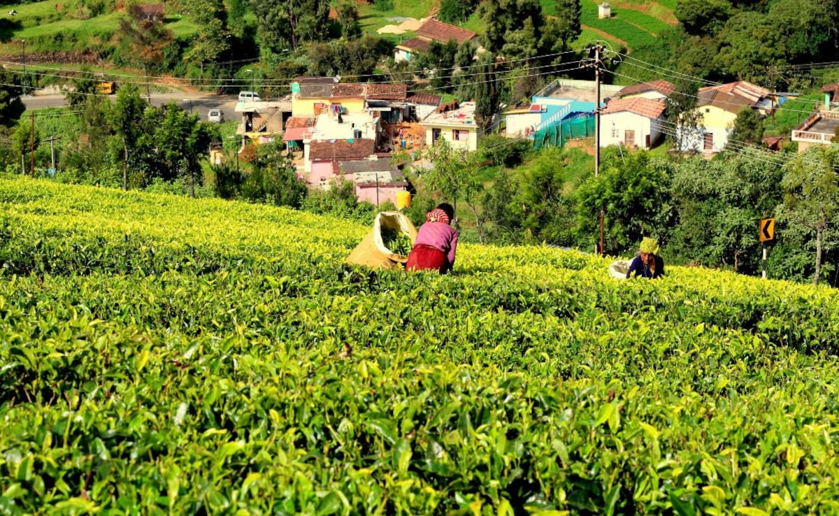 Latest and Breaking News on NDTV