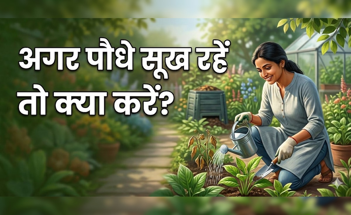 अपने पौधों को करते हैं प्यार, अपनाएं ये 5 आसान टिप्स, गर्मी में कभी नहीं सूखेंगे आपके प्लांट्स!