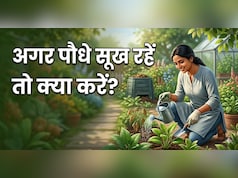 अपने पौधों को करते हैं प्यार, अपनाएं ये 5 आसान टिप्स, गर्मी में कभी नहीं सूखेंगे आपके प्लांट्स!