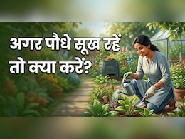 अपने पौधों को करते हैं प्यार, अपनाएं ये 5 आसान टिप्स, गर्मी में कभी नहीं सूखेंगे आपके प्लांट्स!