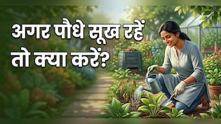 अपने पौधों को करते हैं प्यार, अपनाएं ये 5 आसान टिप्स, गर्मी में कभी नहीं सूखेंगे आपके प्लांट्स!