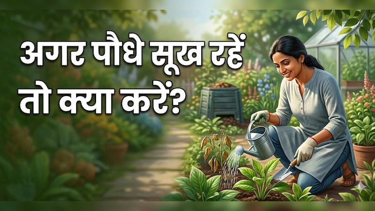 अपने पौधों को करते हैं प्यार, अपनाएं ये 5 आसान टिप्स, गर्मी में कभी नहीं सूखेंगे आपके प्लांट्स!