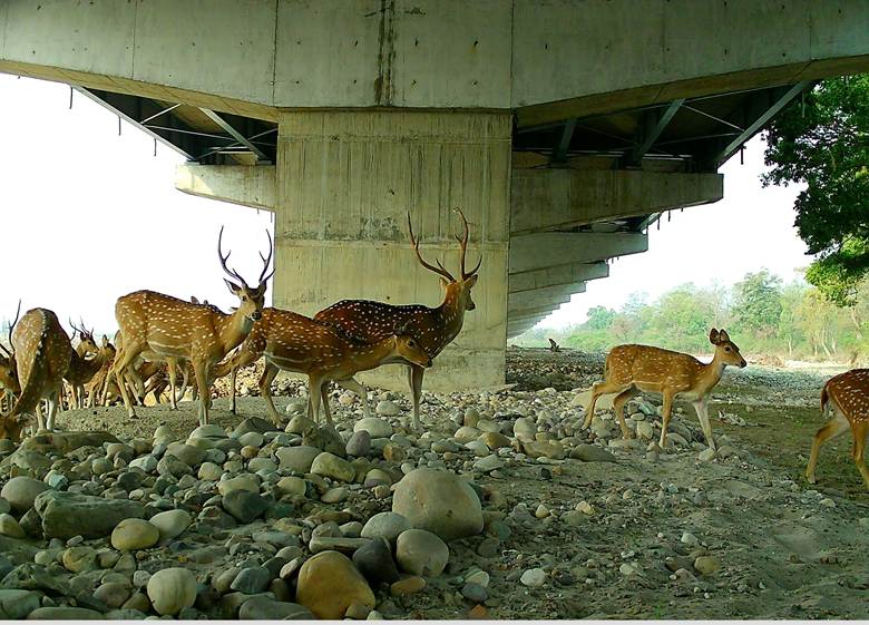 Why The Elevated Wildlife Corridor On Delhi-Dehradun Expressway Was Necessary