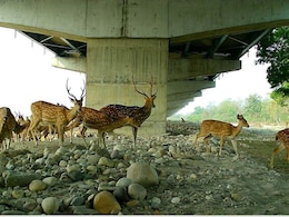 Why The Elevated Wildlife Corridor On Delhi-Dehradun Expressway Was Necessary