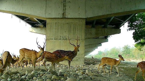 Why The Elevated Wildlife Corridor On Delhi-Dehradun Expressway Was Necessary