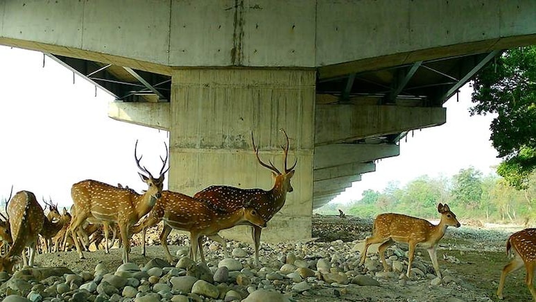 Why The Elevated Wildlife Corridor On Delhi-Dehradun Expressway Was Necessary