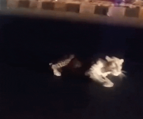 2 घंटे तक हाईवे पर घायल पड़ा था लेपर्ड, होश आया तो वीडियो बना रहे लोग भाग खड़े हुए