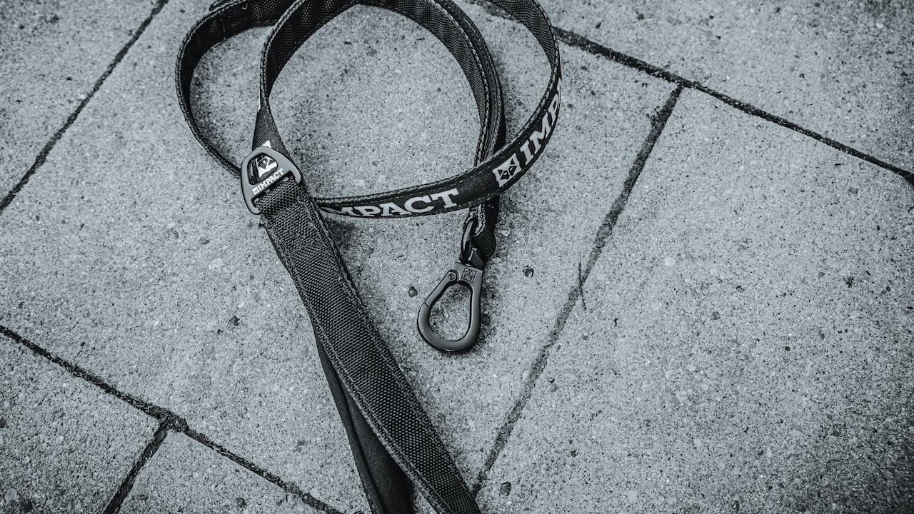 Why Cheap Leashes Snap And What Makes A Durable One Why Cheap Leashes Snap And What Makes A Durable One