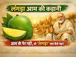 लंगड़ा आम की कहानी: जब आम के पैर नहीं होते, तो फिर &lsquo;लंगड़ा&rsquo; नाम कैसे पड़ा?