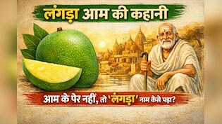 लंगड़ा आम की कहानी: जब आम के पैर नहीं होते, तो फिर &lsquo;लंगड़ा&rsquo; नाम कैसे पड़ा?